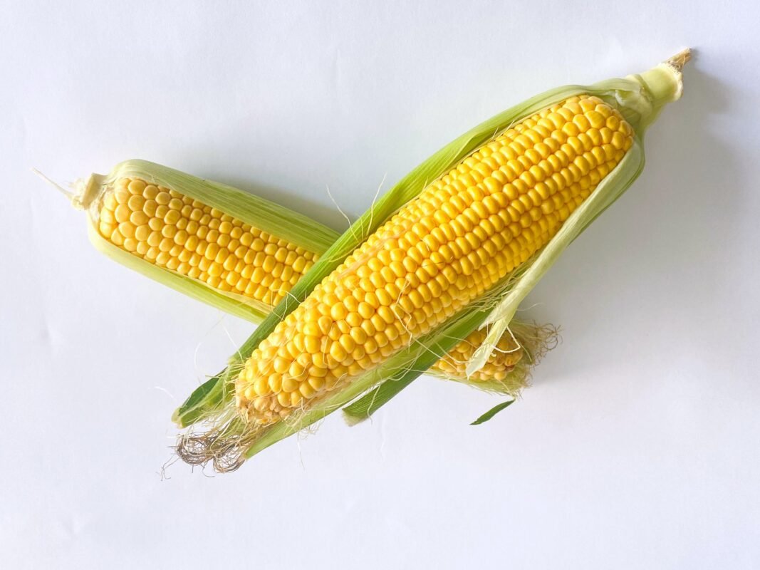 Fresh sweetcorn on the cob on a white background